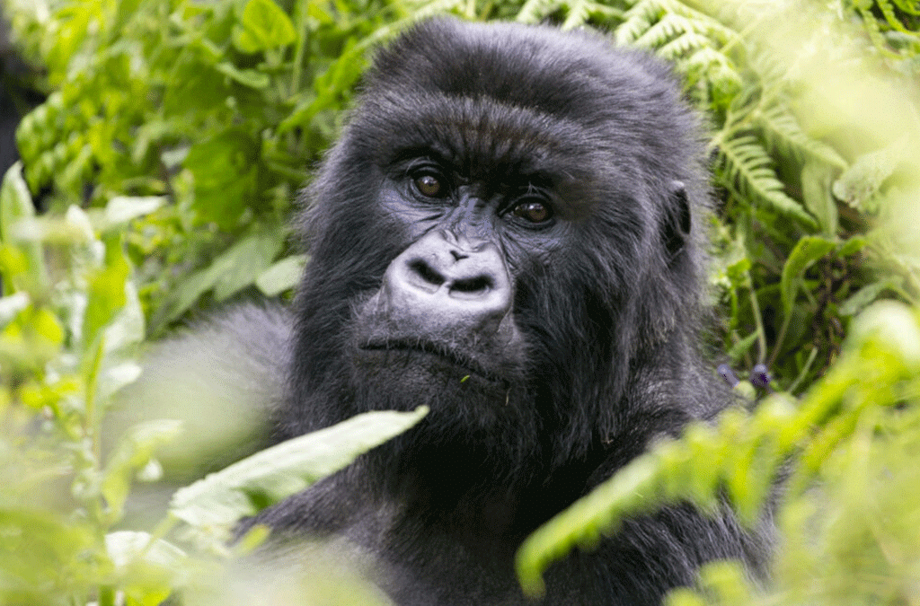 8-Day Gorilla and Wildlife Uganda Safari 2 Gorilla and Wildlife Uganda Safari