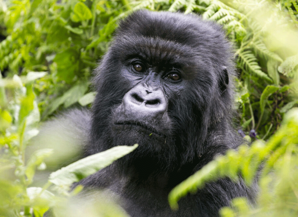 Gorilla and Wildlife Uganda Safari