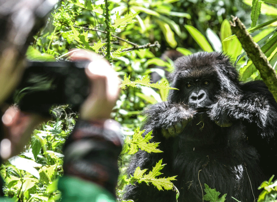 Tips for Filming Mountain Gorillas of Rwanda