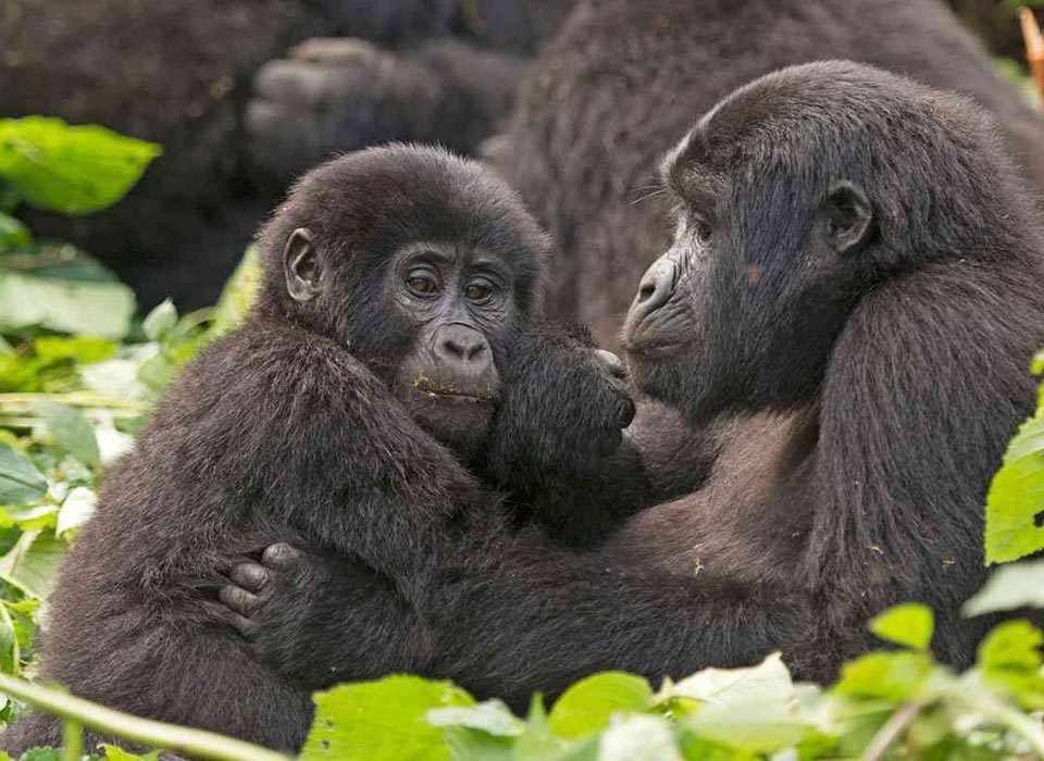 How easy is gorilla trekking?