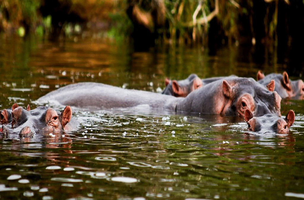 Lake Mburo and Kibale Forest