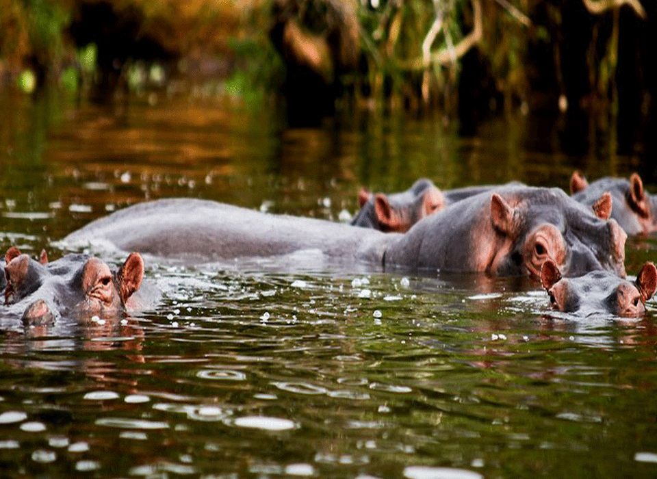 Lake Mburo and Kibale Forest
