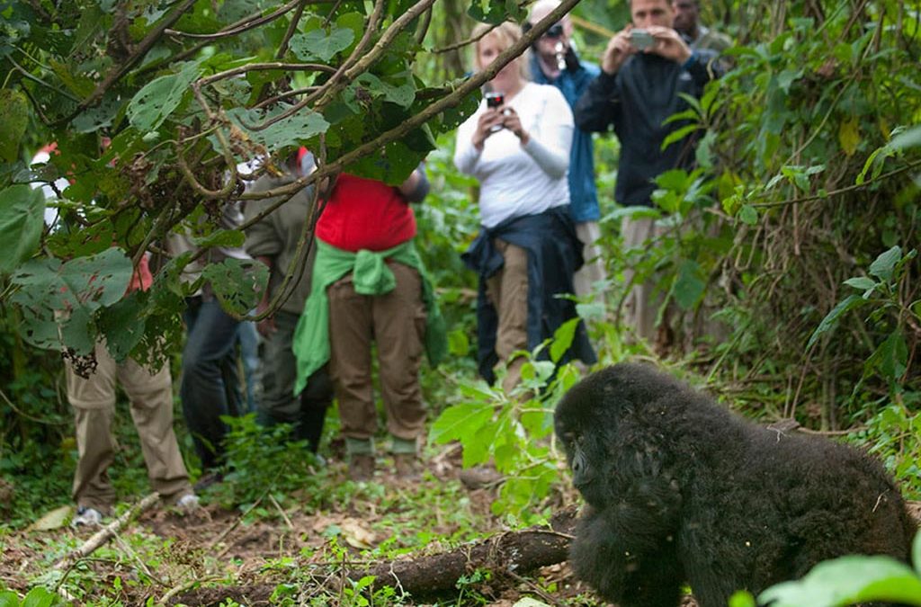 Large Group Safaris to Bwindi Impenetrable National Park 2 Large Group Safaris to Bwindi Impenetrable National Park