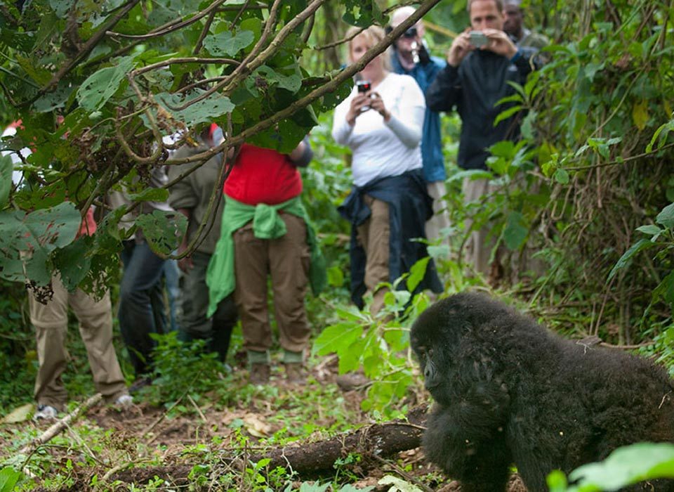 Large Group Safaris to Bwindi Impenetrable National Park