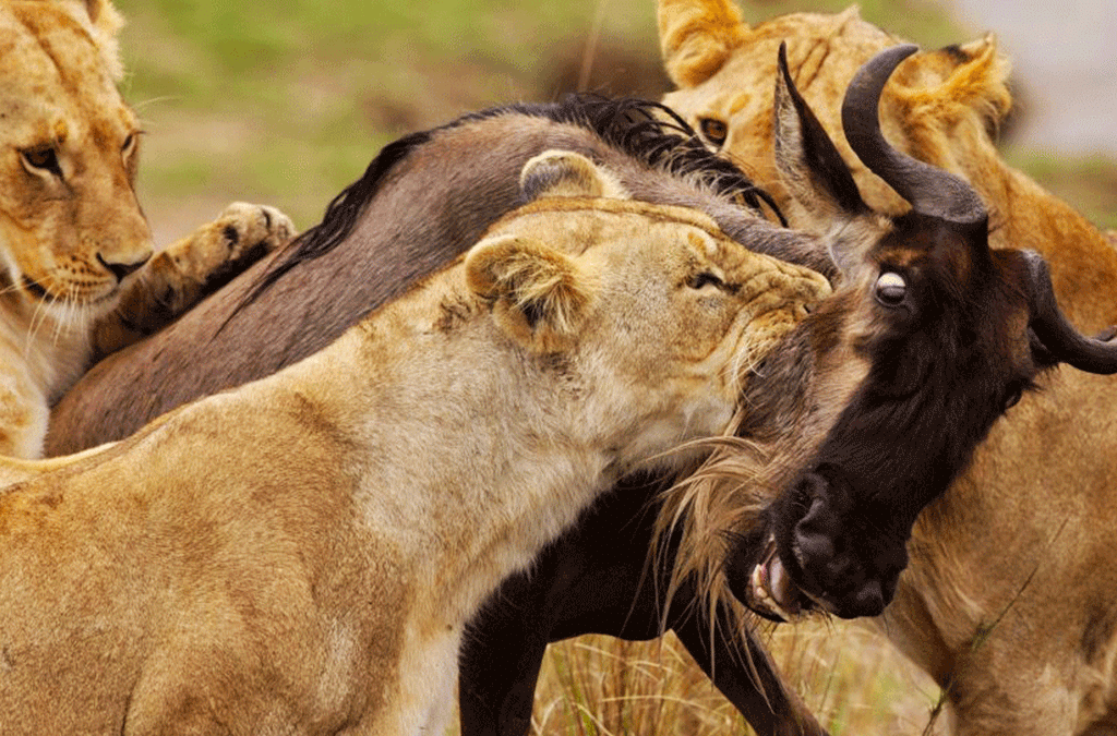 6 Days Masai Mara Wildlife and Gorilla Safari in Bwindi 2 Masai mara wildlife and gorilla