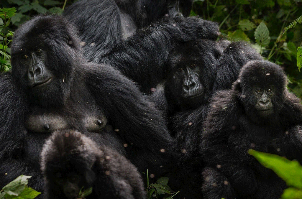 Place to see Gorillas in Uganda- The best gorilla habitats 2 Place to see Gorillas in Uganda