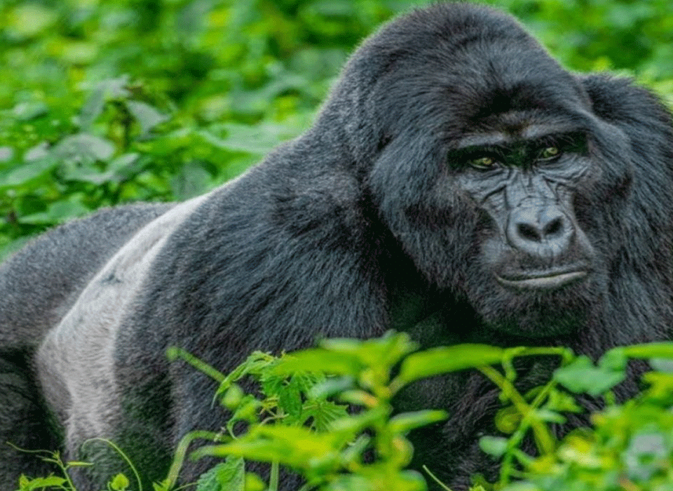 Primate Experience