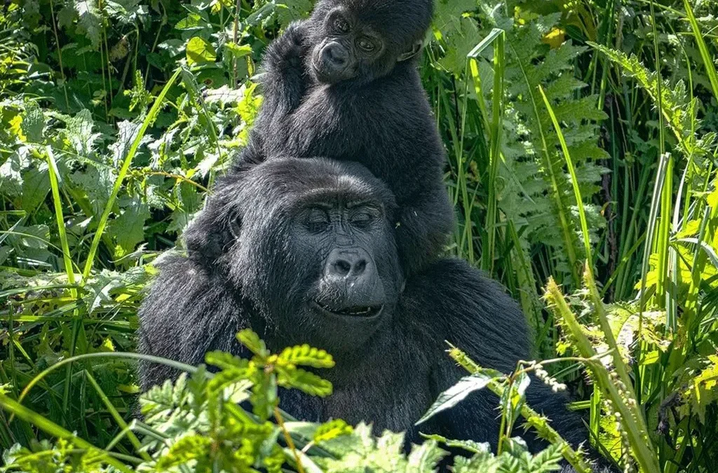 Gorilla Trekking in Kahuzi-Biega National Park