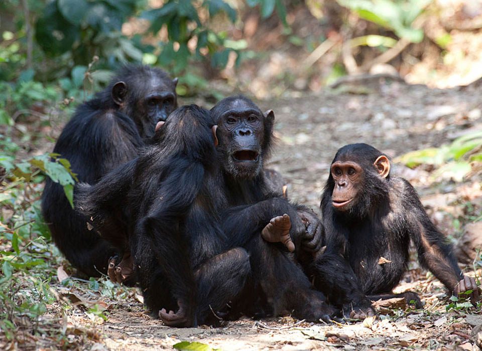 Can old people trek mountain gorillas?