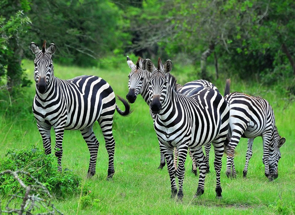 Gorilla, wildlife and culture safari