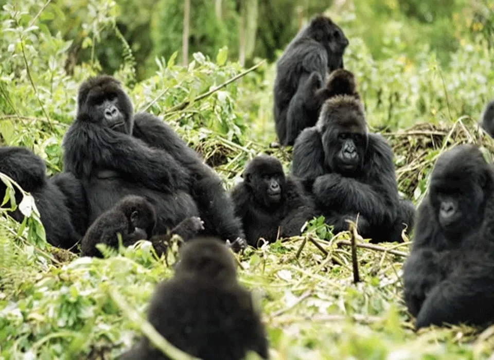 How many gorilla permits are available in Uganda?