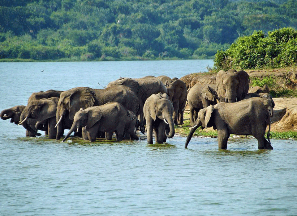 Tips For Planning a Uganda Safari From Kigali Rwanda