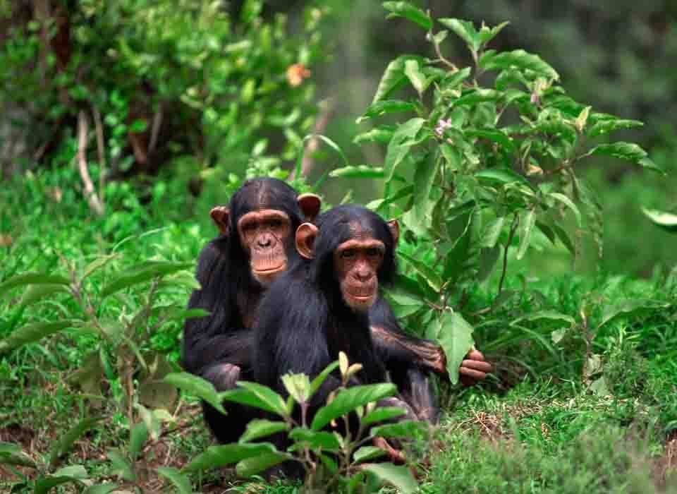 Is it possible to trek chimpanzees without a ranger guide?