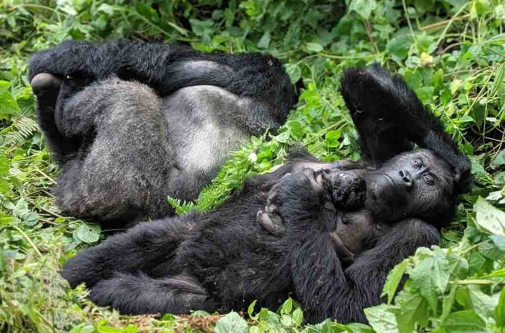 4 Days Kahuzi Biega Gorilla trekking 2 4 Days Kahuzi Biega Gorilla trekking