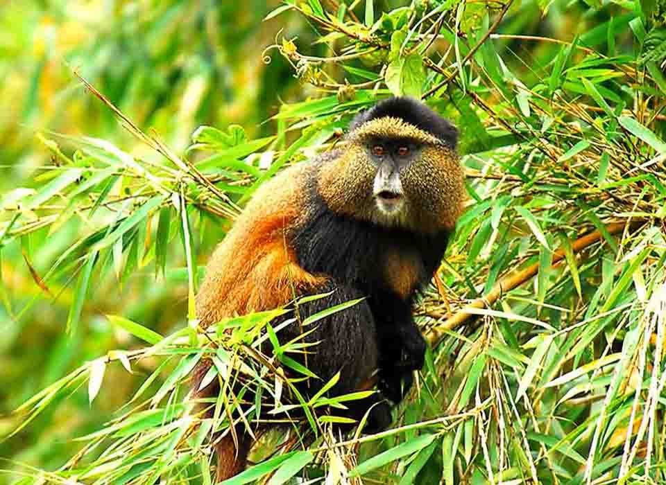 4 Days Rwanda Gorillas & Golden Monkey Trekking