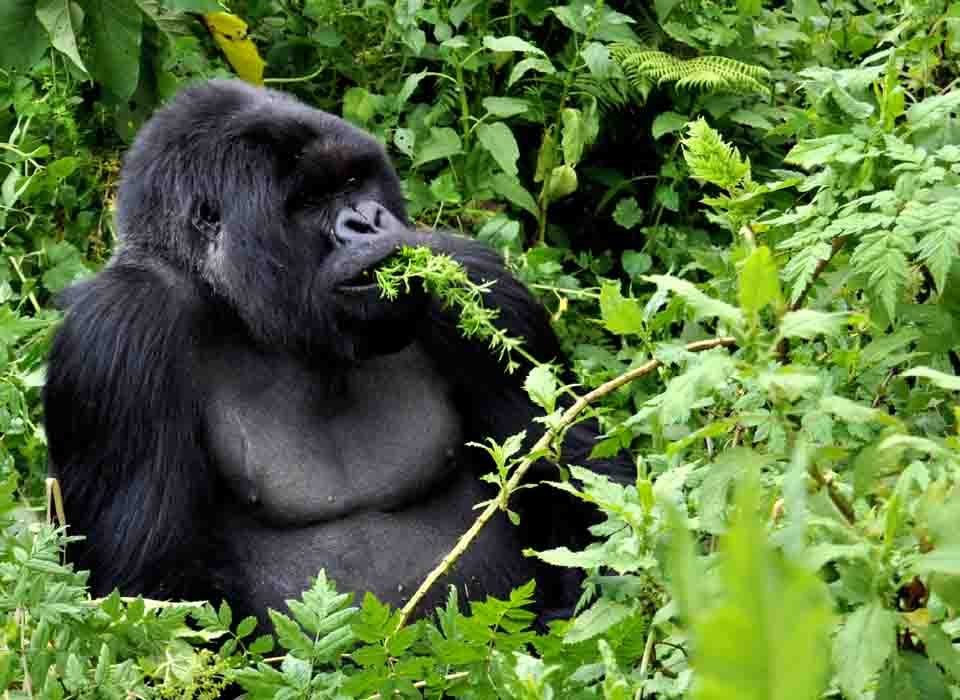Implications of illegal gorilla trekking in Rwanda