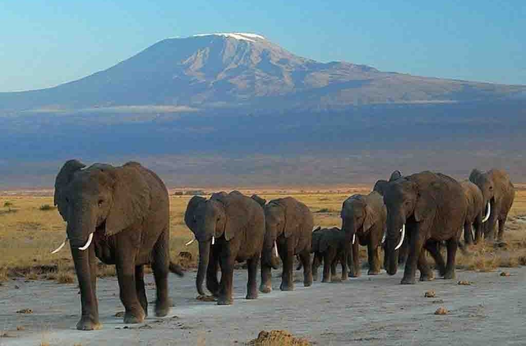 5 Days Amboseli & Tsavo Wildlife Safari