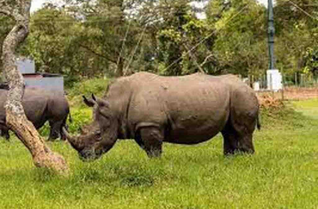 3 Days Uganda Big Five Safari