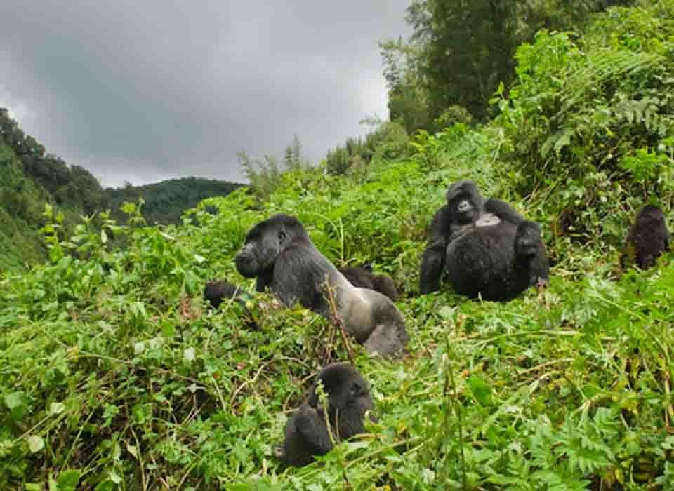 8 Days Rwanda safari