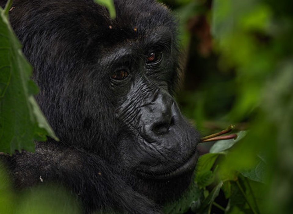 8 Days Uganda Rwanda Primates Safari