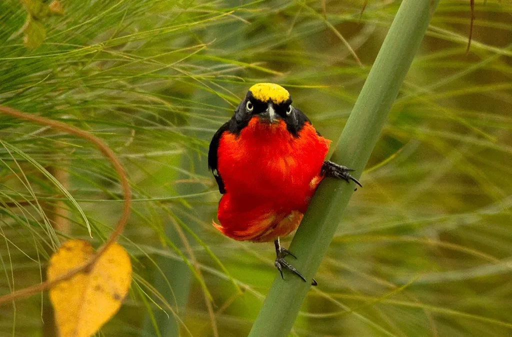 Unforgettable Birding in Volcanoes National Park 2 6 Days Burundi Primates and Birding Safari