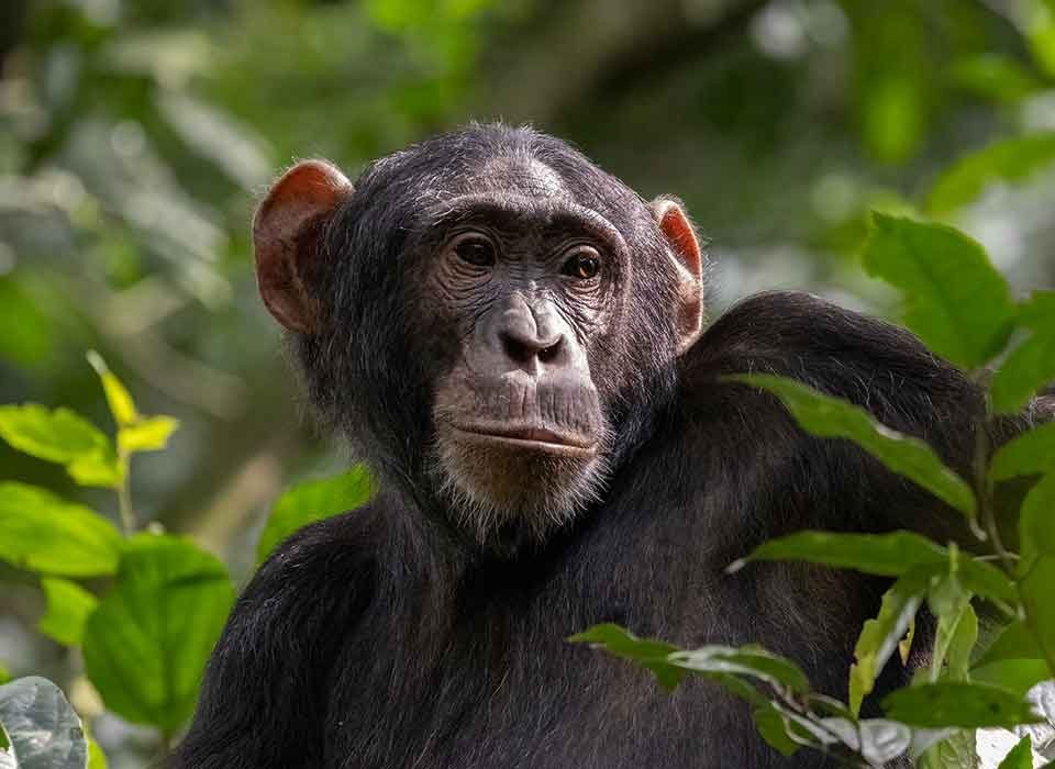 Cost of Kalinzu chimpanzee permits compared with Kyambura gorge