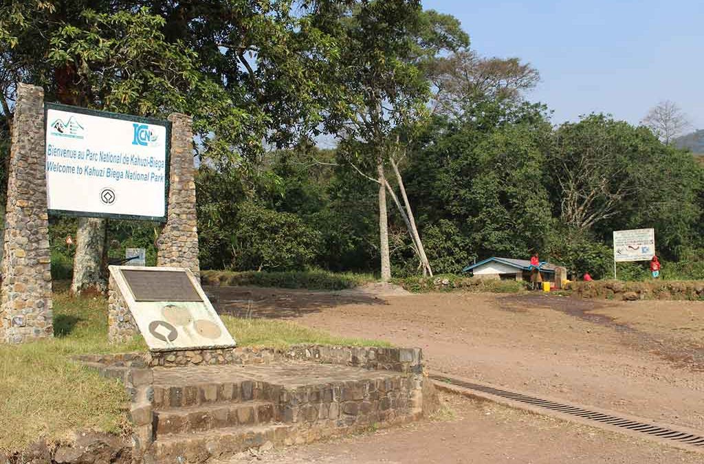 Chances of seeing gorillas in Congo 2 Best places to see in Congo