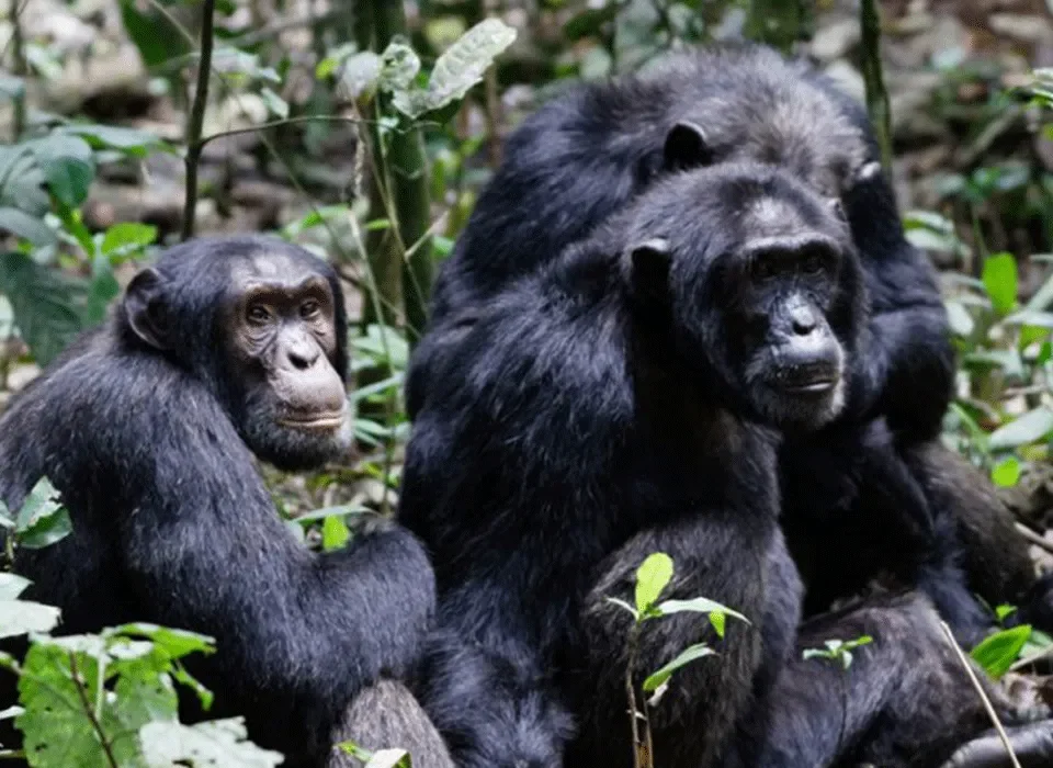 steps to book a gorilla and Chimpanzee safari in Rwanda
