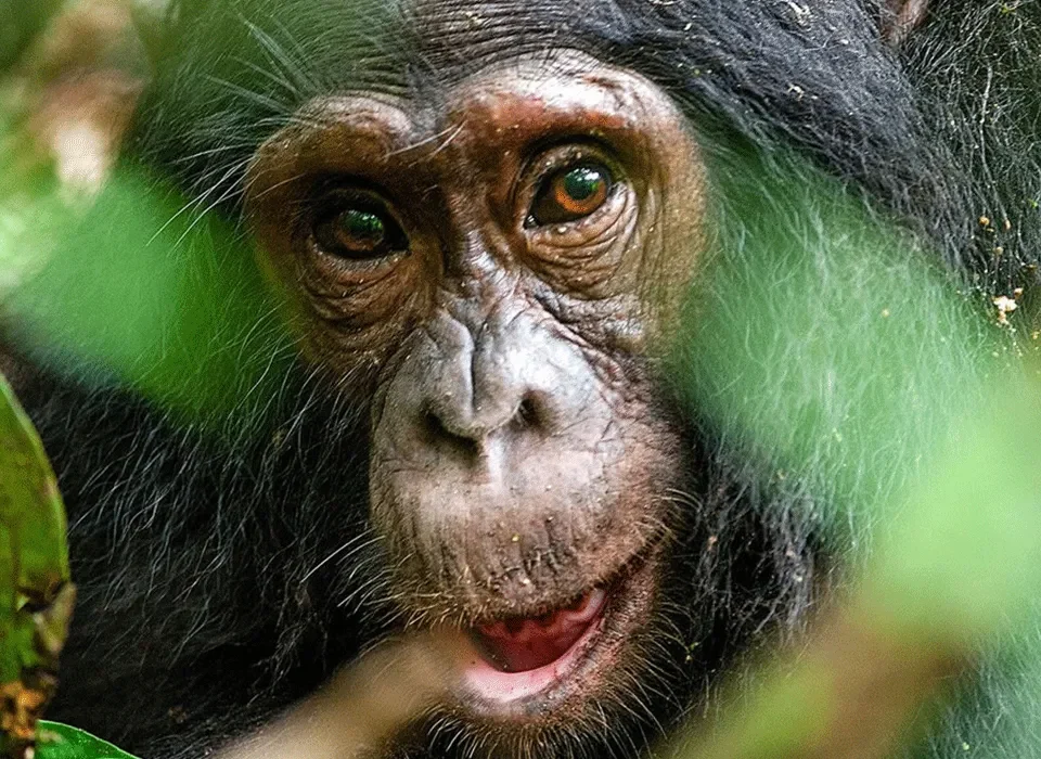 Uganda Primates and Adventure Safari