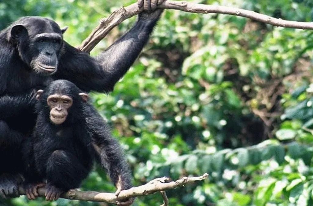 Book a gorilla and chimpanzee safari in Uganda 2 Book a gorilla and chimpanzee safari in Uganda