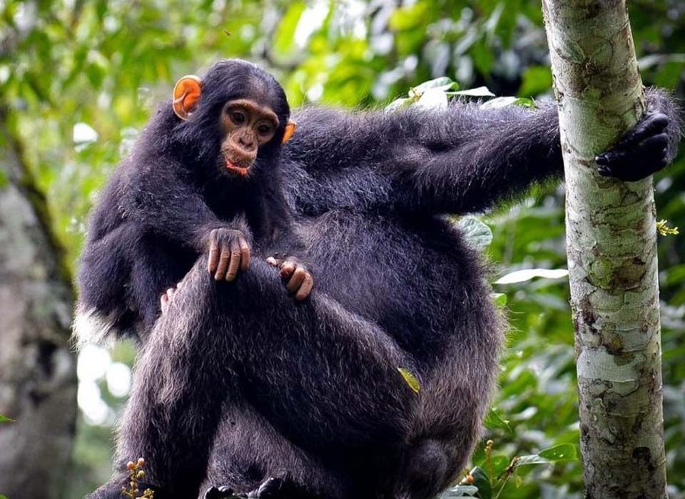 Chimpanzee trekking health requirements