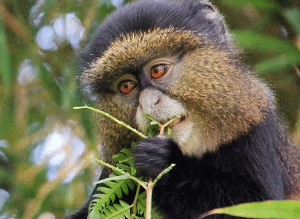 Rwanda, Conga, and Uganda Safari