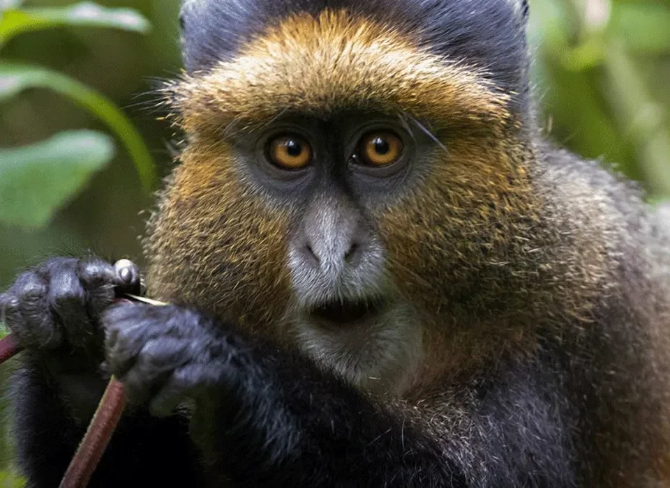 Congo & Uganda combined Safari