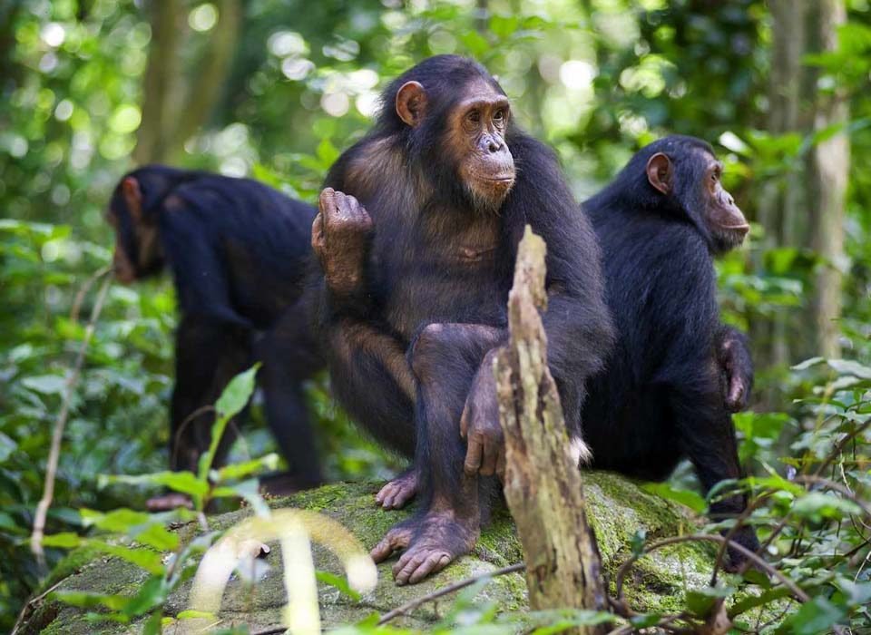 Gombe Stream National Park