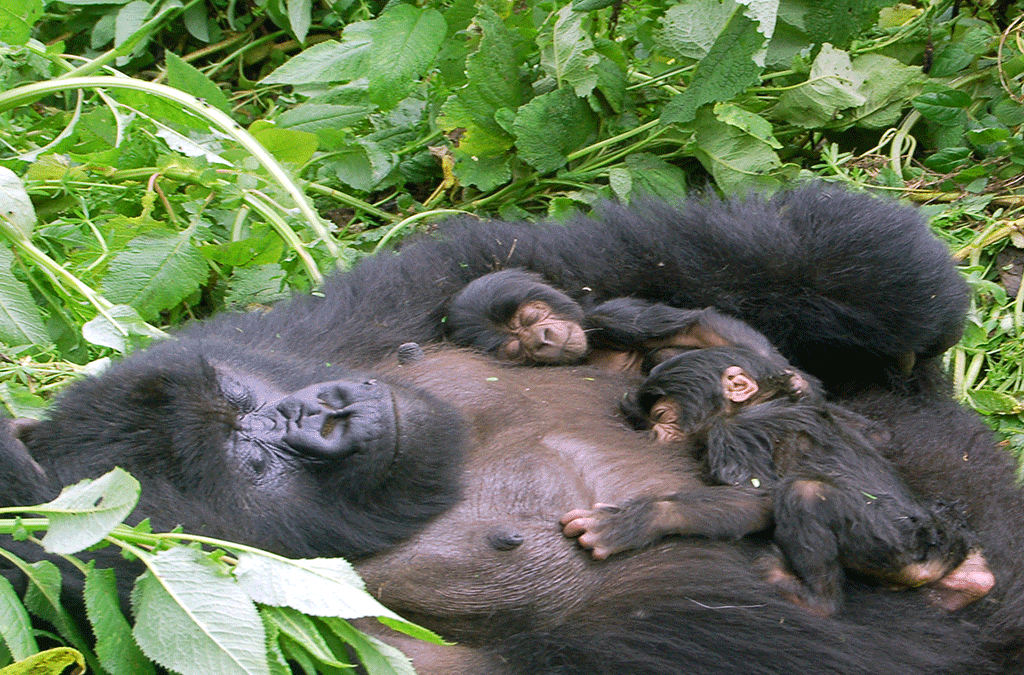 Hours to spend with Gorillas