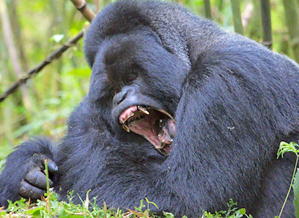 Gorilla Tours in Mgahinga National Park