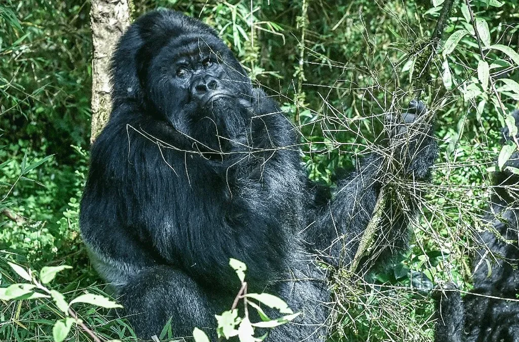 Gorilla trekking in June 2 Reasons why you should trek gorillas in Uganda