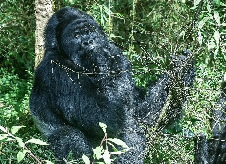 Reasons why you should trek gorillas in Uganda