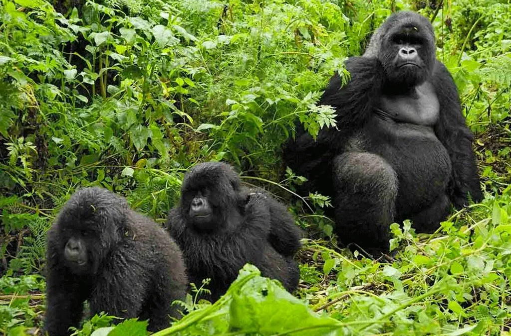 How many gorilla families are in Bwindi?