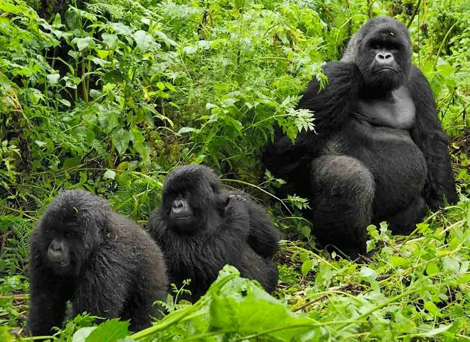 How many gorilla families are in Bwindi?