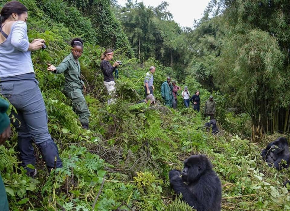 Tourists and a ranger observing mountain gorillas from a distance in a jungle