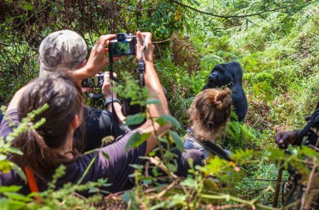 Gorilla habituation packing list