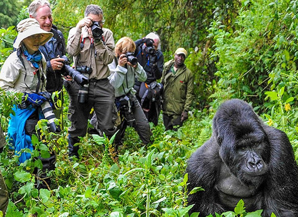 Gorilla trekking tours from Egypt