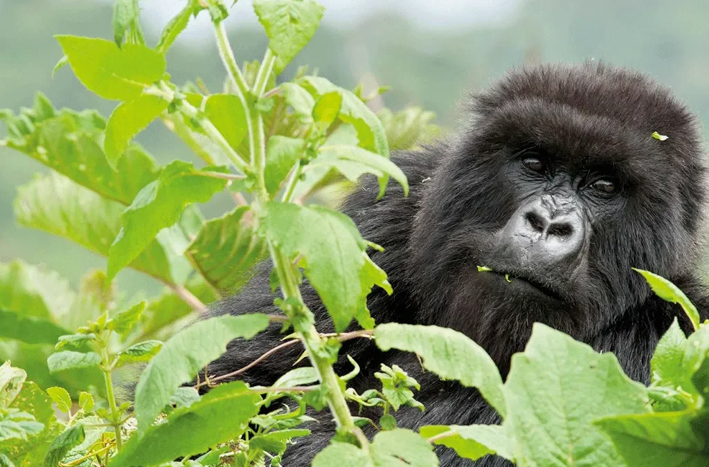 4 Days Lowland Gorilla Trekking and Habituation Experience 2 Lowland gorilla trekking and habituation