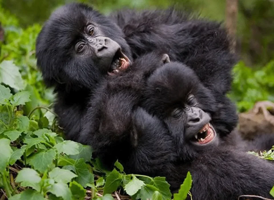 Rwanda Gorilla Tour Cost