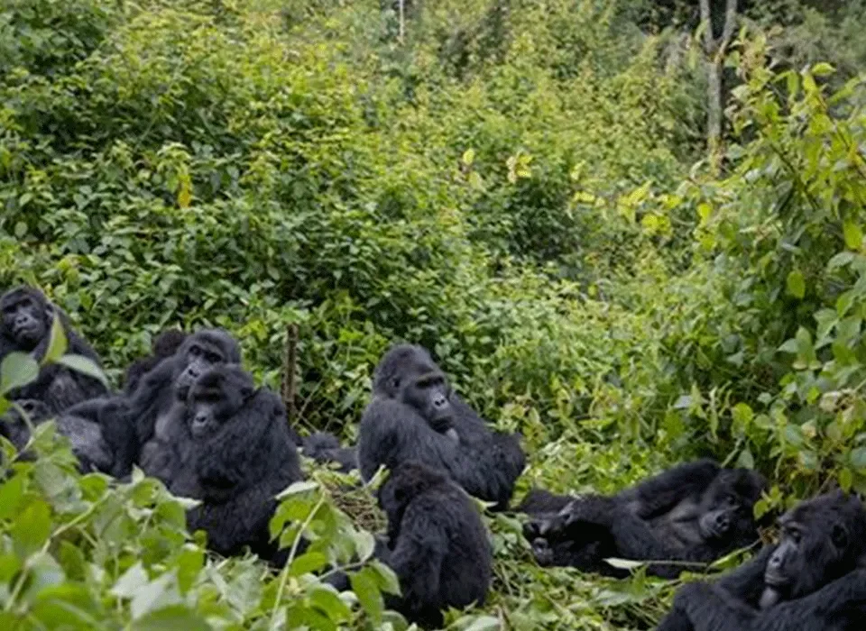 Implications of Illegal gorilla trekking in Uganda