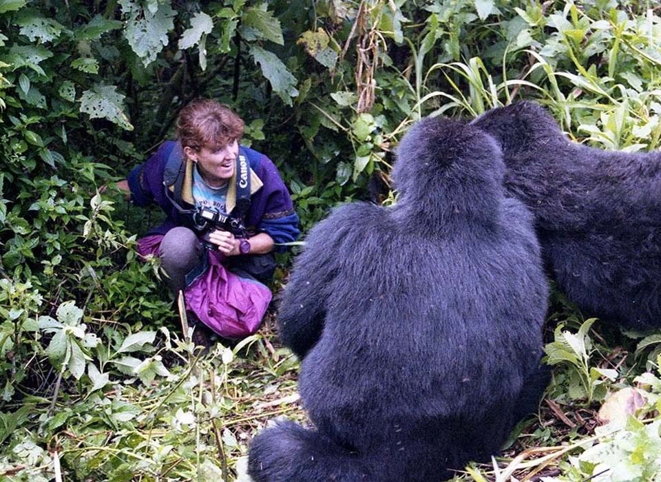 How and where to buy gorilla permits in Uganda