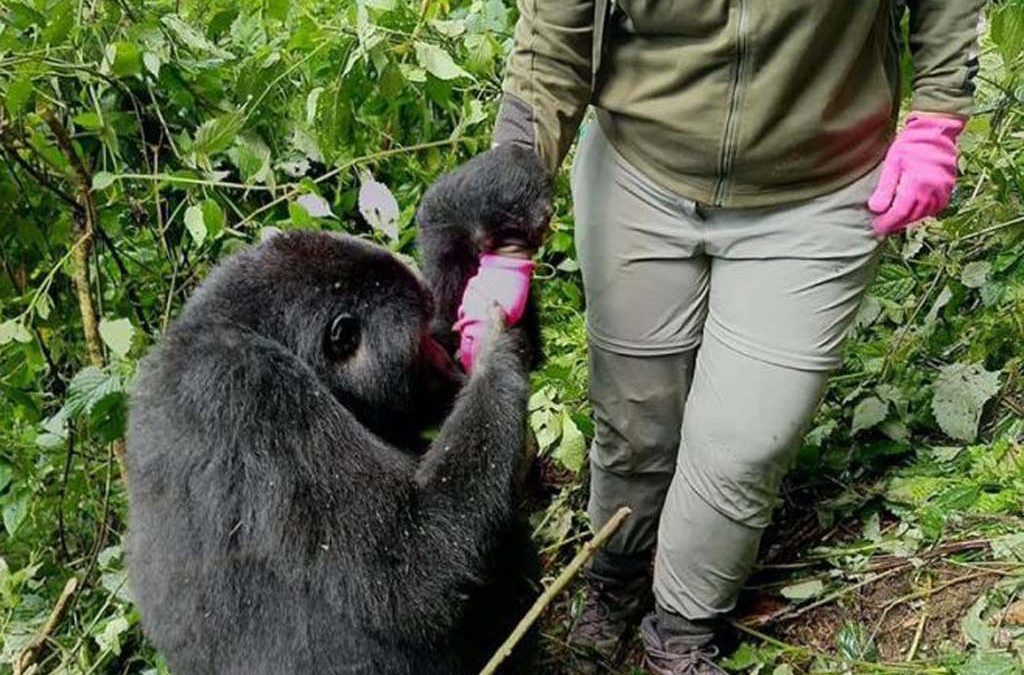How difficult is gorilla trekking? 2 How difficult is gorilla trekking?