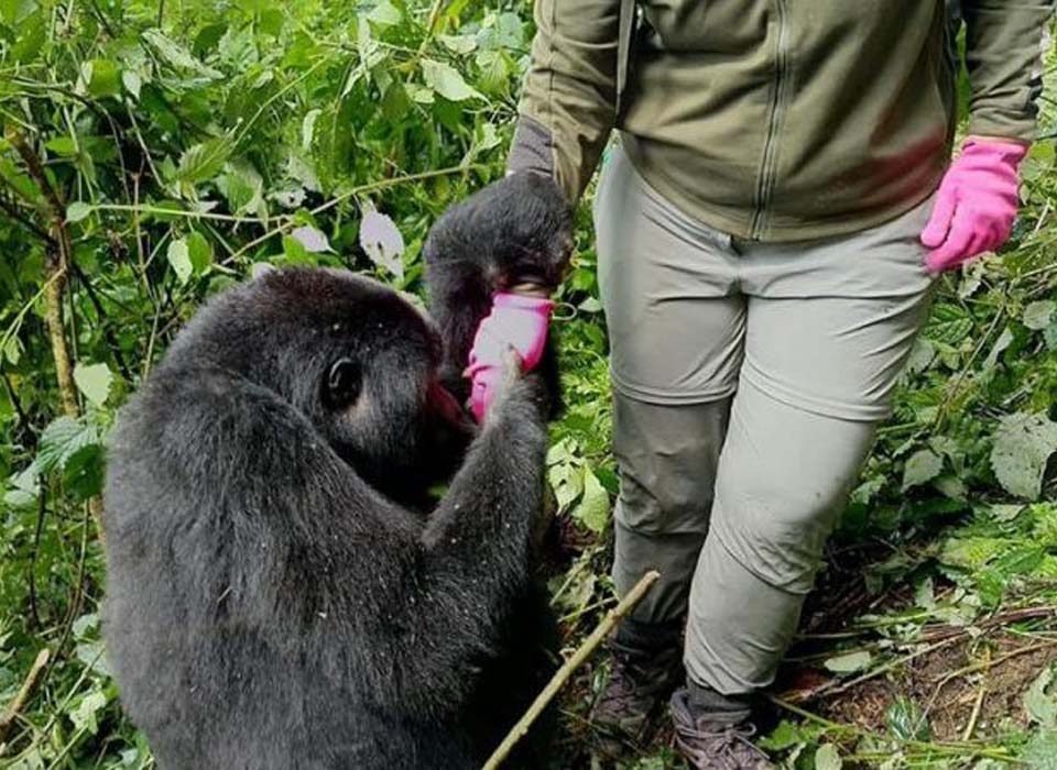 How difficult is gorilla trekking?