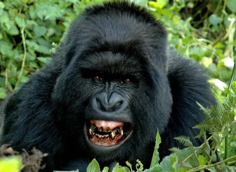 How safe is gorilla trekking in Uganda and Rwanda